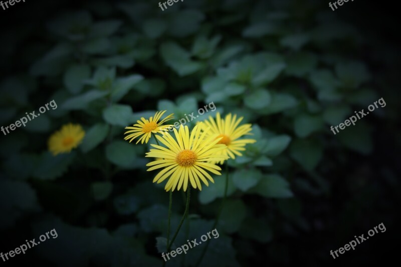 Flower Perennial Plant Garden Nature