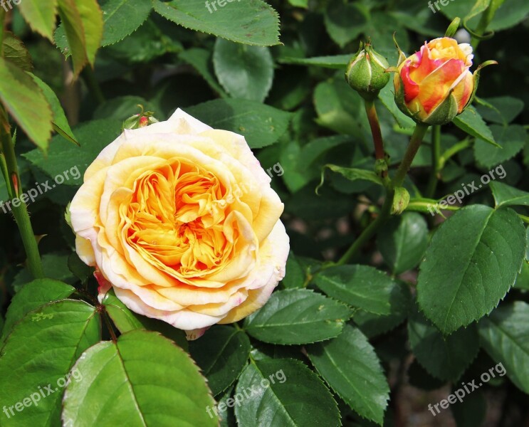 Rose Bloom And Bud Shrub Rose Filled Rose Cream