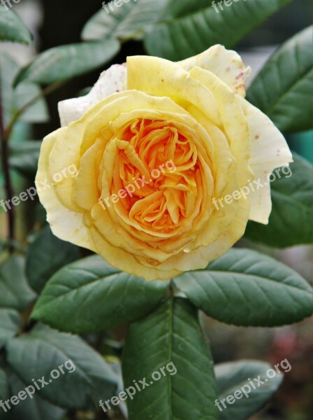 Filled Floribunda Cream Fragrant Blossom Bloom