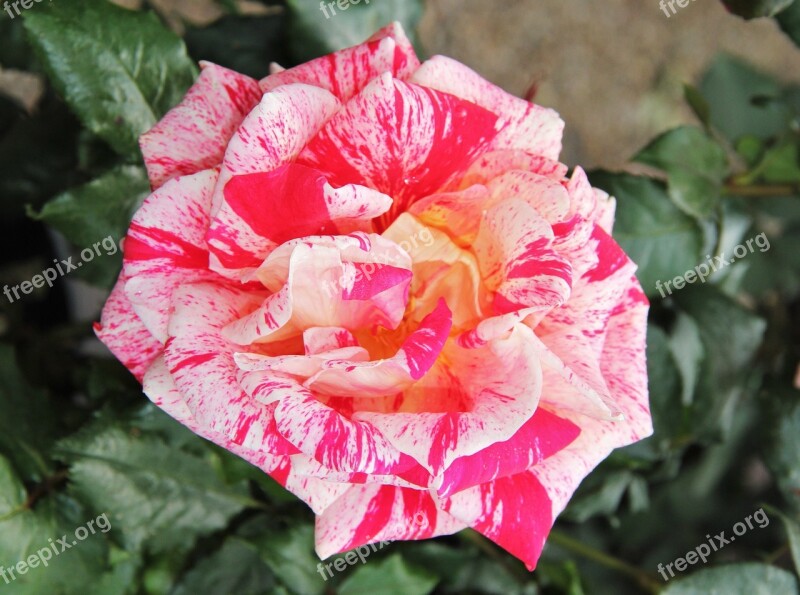 Floribunda Rose Bloom Exceptional Color Variety Multi Coloured