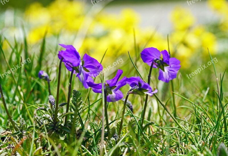 Blue Cyclamen Wild Of Course High Mountains Maritime Alps