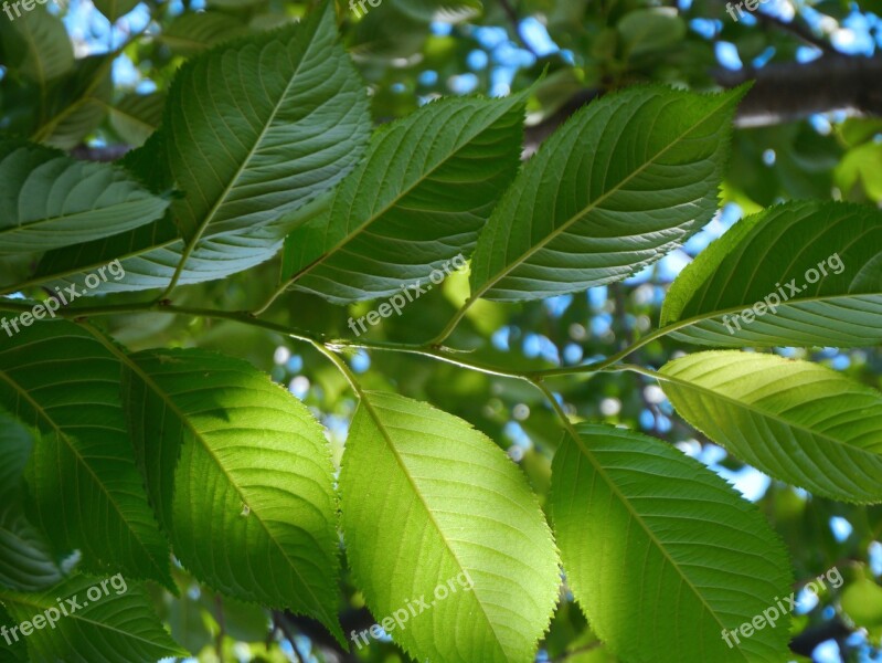 Cherry Blossoms Leaf Of Cherry Tree Vein Leaf Green