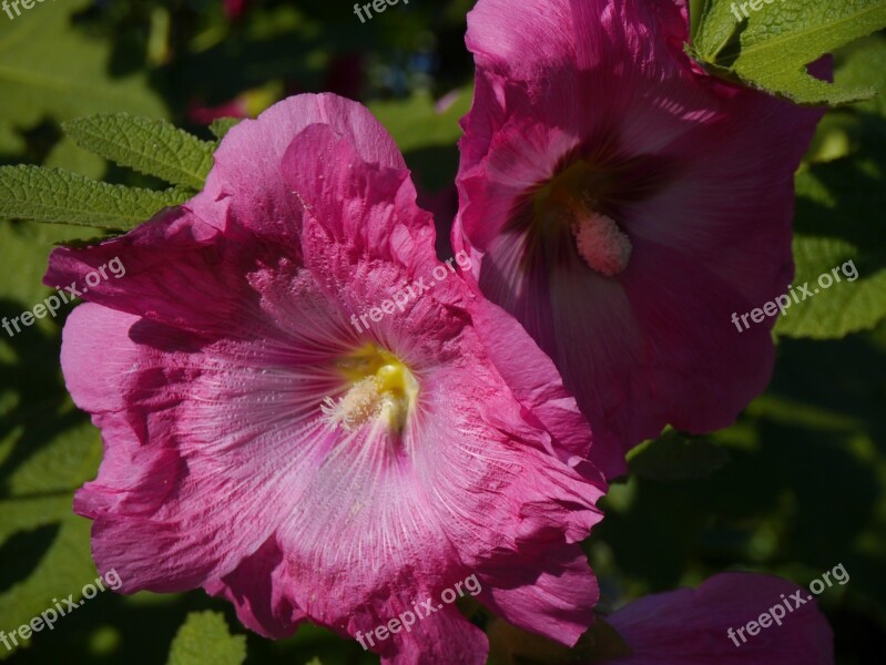 Althaea Rosea Hana Aoi Pink Flowers Bud