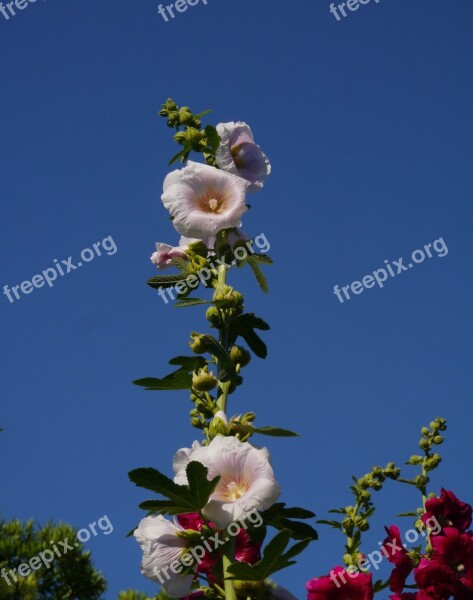 Althaea Rosea Hana Aoi White Pink Flowers