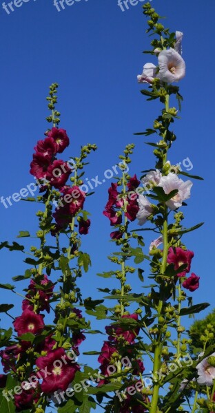 Althaea Rosea Hana Aoi White Pink Red Purple