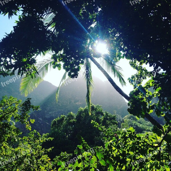 Iao Valley Jungle Forest Maui Free Photos