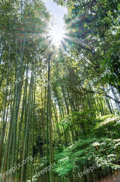 Japan Arashiyama Bamboo Forest Sunstar Green