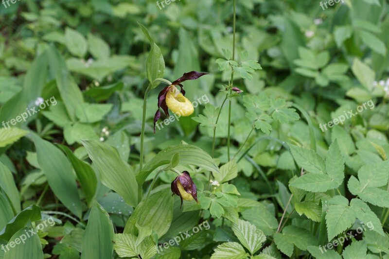 Frauenschuh Flower Green Orchid Plant