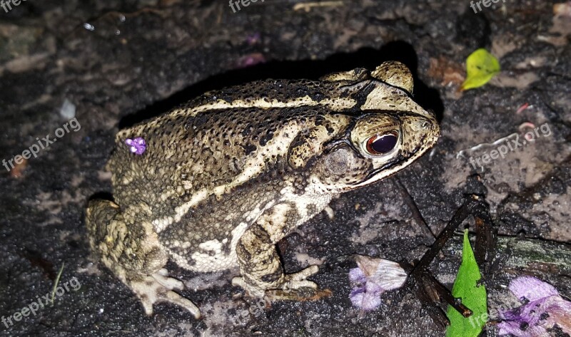 Toad Gulf Coast Toad Amphibian Croak Croaking