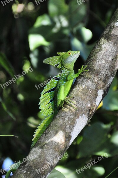 Basilisk Lizard R Reptile Frontal Lobe Basilisk