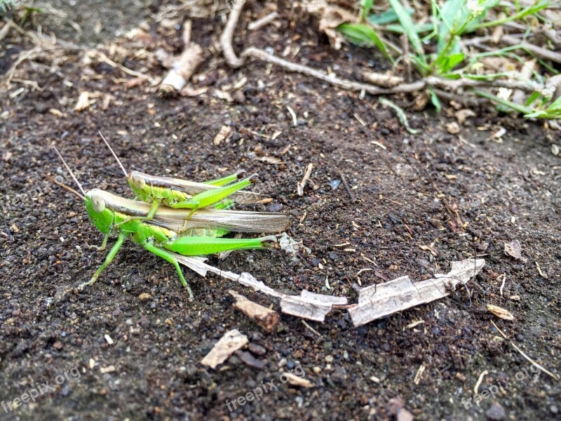 Grasshoppers Insect Pair Ride Oxya Spp