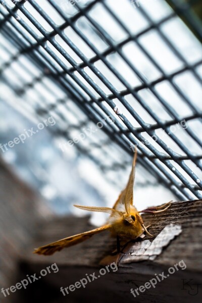 Moth Window Summer Story Nature