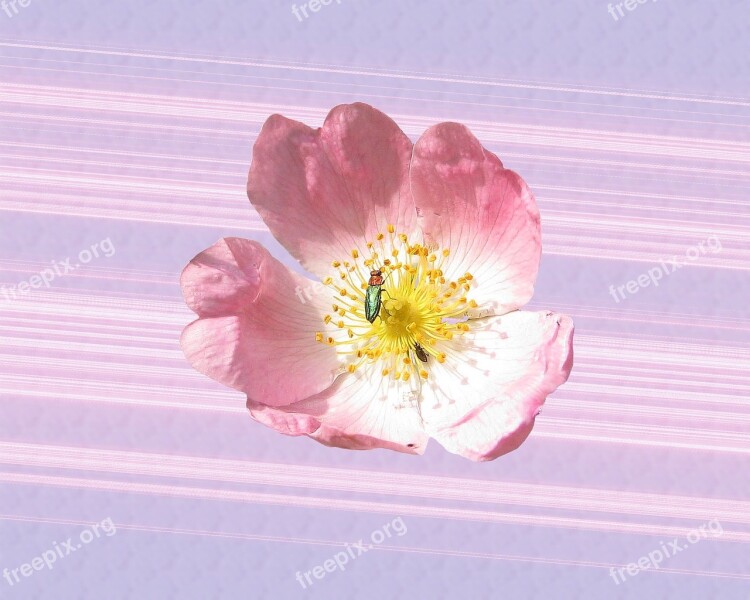 Wild Rose Pink Blossom Bloom Roses