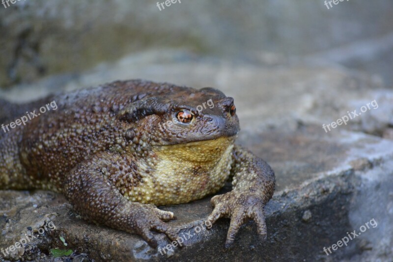 Frog Spring Joy Water Sleep