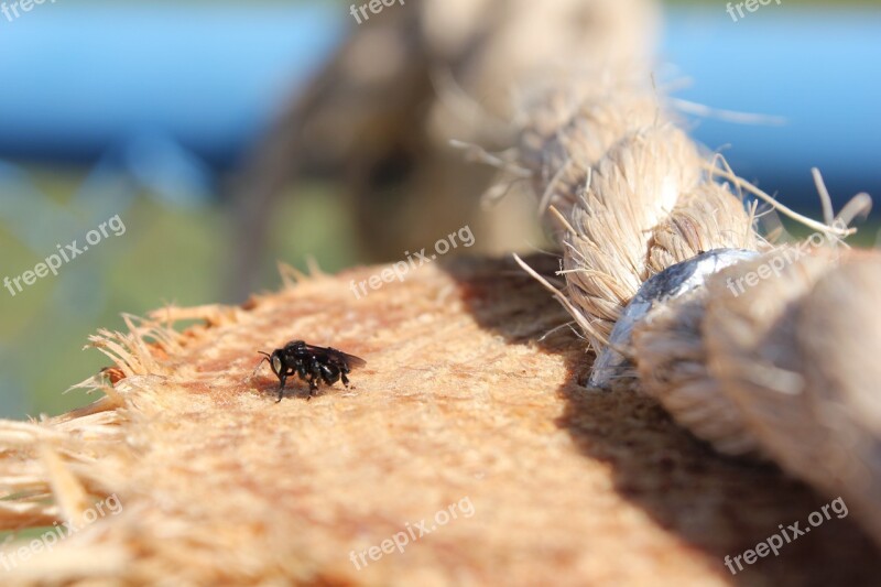 Bee Insect Macro Nature Wasp