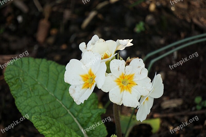 Primrose Flower Spring Flowering Garden