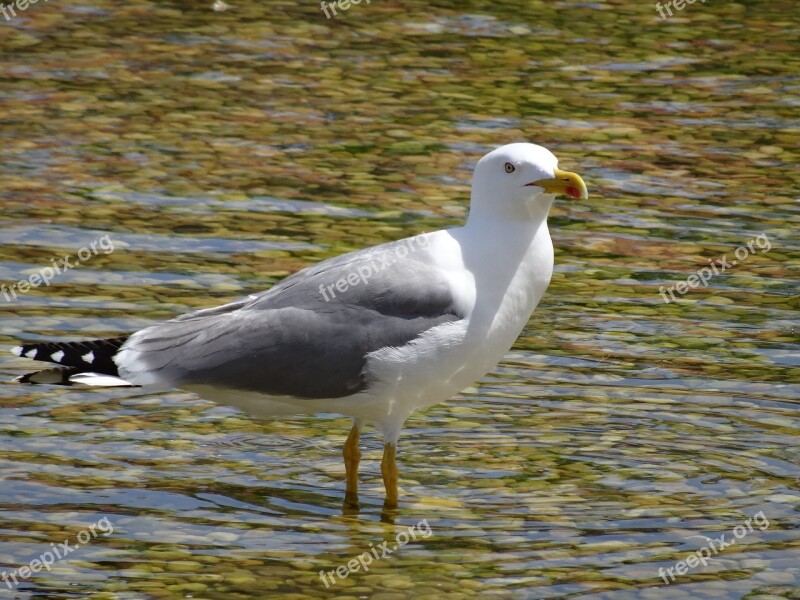 Seagull Sea Bird Birds Free Photos