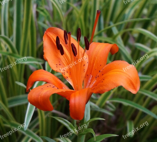 Orange Asiatic Lily Asiatic Lily Lily Orange Flower