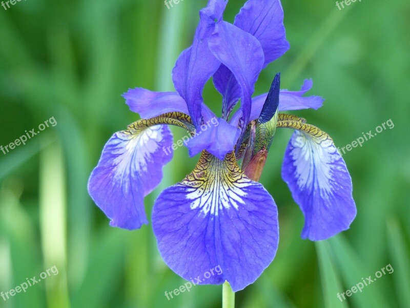 Iris Leaf Flower Blue Color