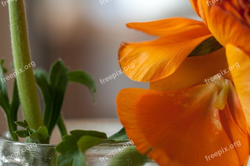 Ranunculus Flower Spring Blossom Bloom