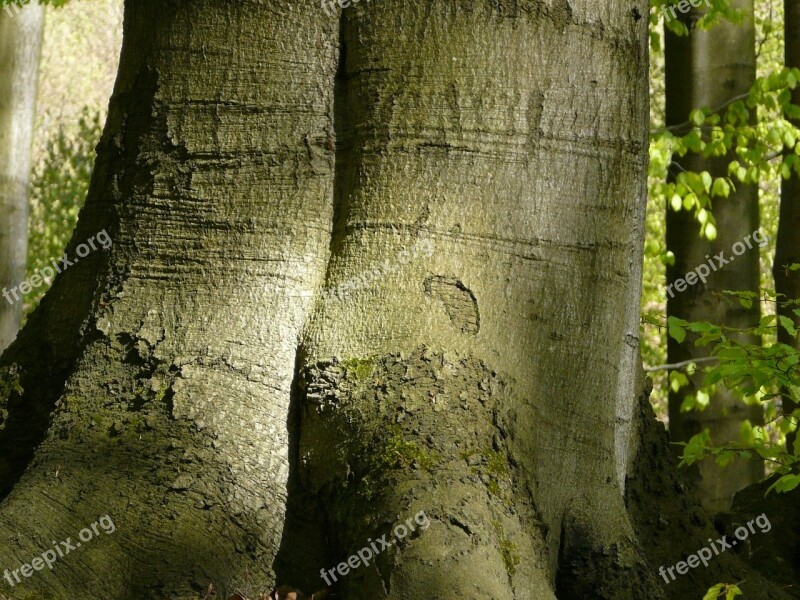 Forest Tree Nature Bark Beech Forest