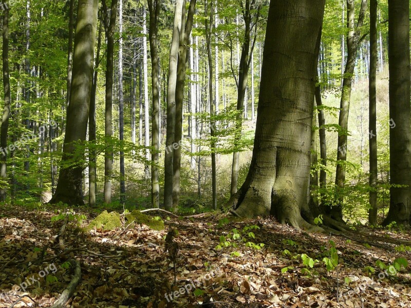 Forest Trees Spring In The Forest Beech Leaves