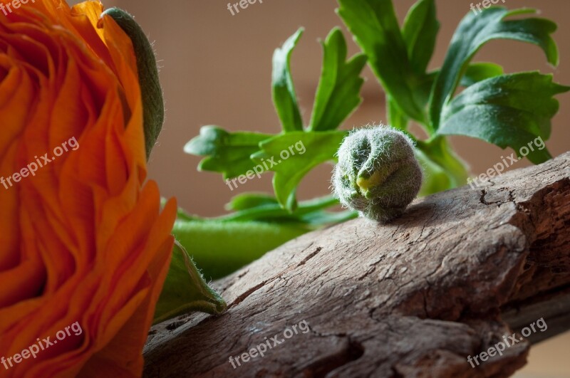 Ranunculus Flower Bud Closed Bud Close Up