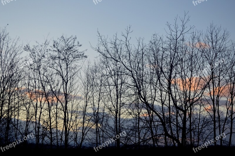 Forest Winter Nature Tree Landscape