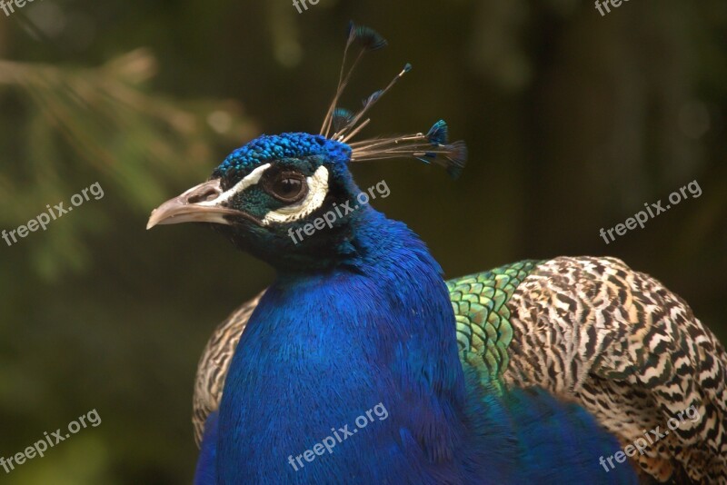 Peacock Feather Bird Peacock Feathers Colorful