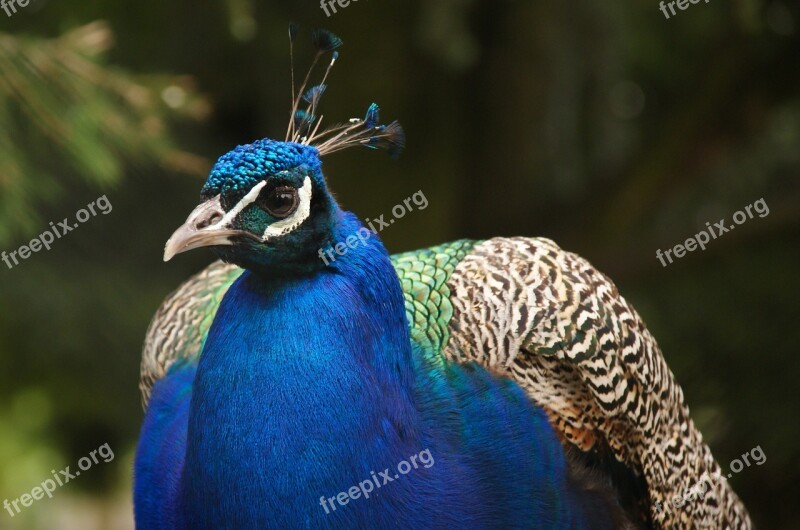 Peacock Feather Bird Peacock Feathers Colorful