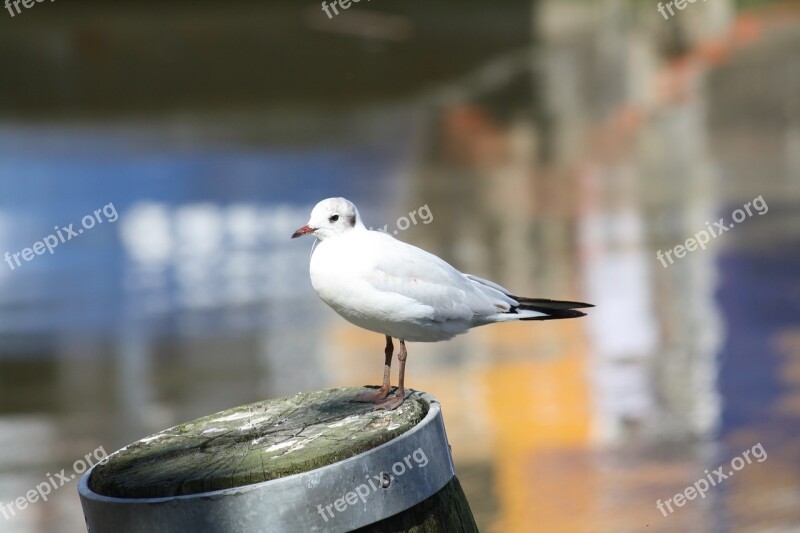 Seagull Water Bird Seagulls Water Bird