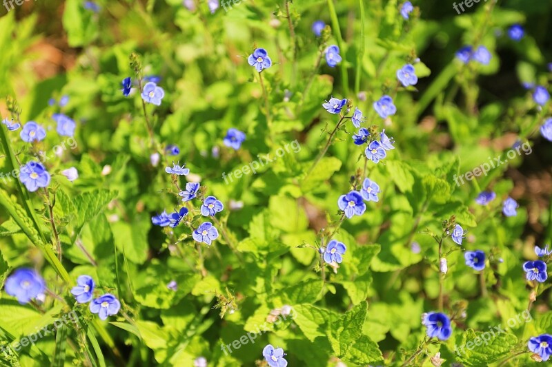 Summer Beauty Summer Flowers Nature Flowers