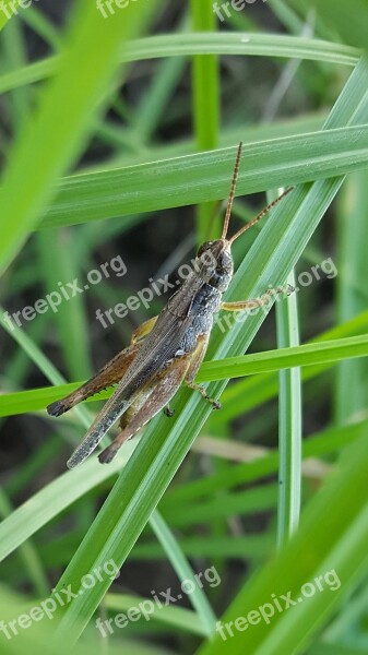 Grasshopper Slant Faced Grasshopper Hopper Insect Close Up