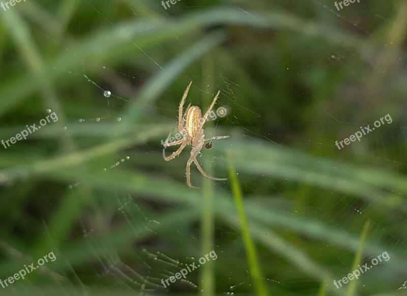 Spider Field Orbweaver Web Spiderweb Sticky