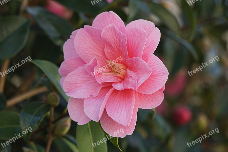 Flower Flora Japan Quince Nature Plant