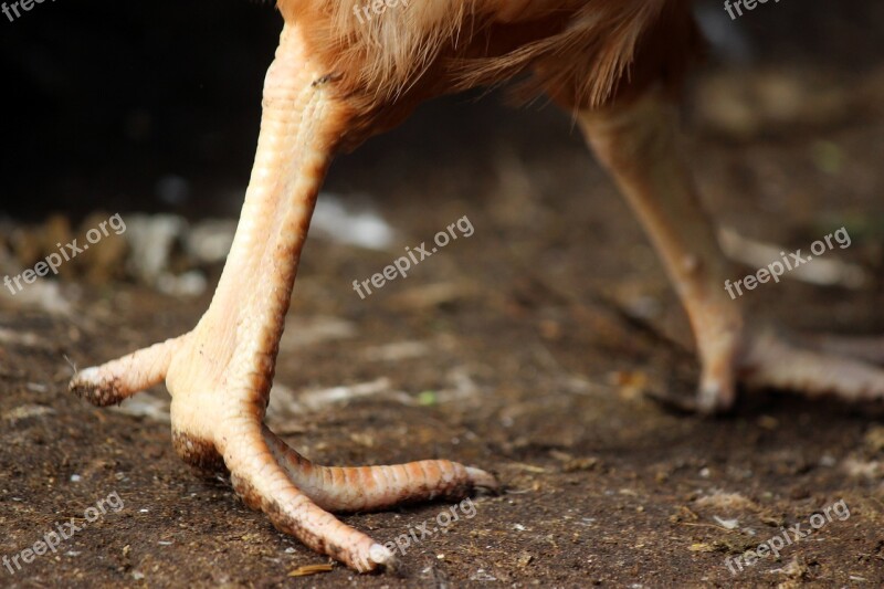 Chicken Feet Dirt Farm Feather Fowl