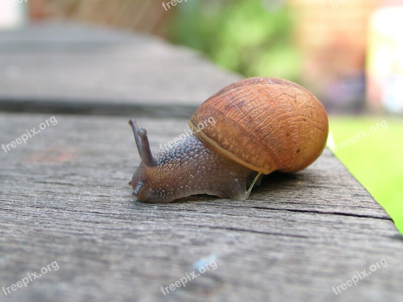 Snail Sheffield England Wildlife Garden