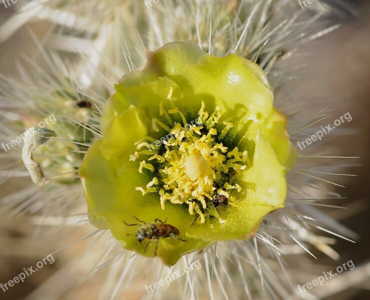 Desert Bug Flower Cactus Blossom