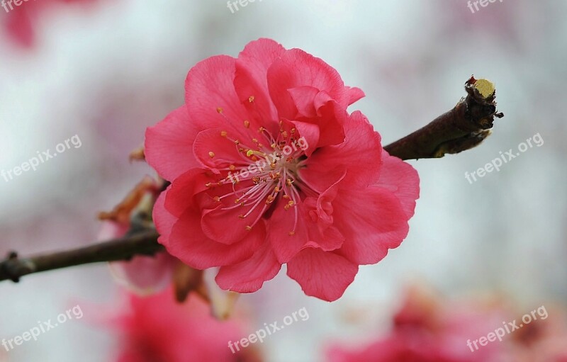 Cherry Blossom Flower Pink Petals Branch