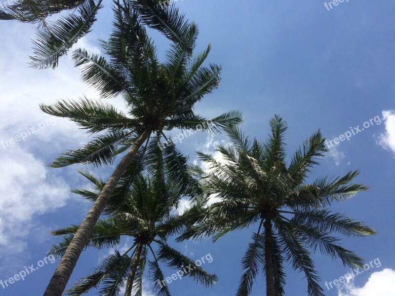 Palm Trees Sky Vacations Summer Clouds