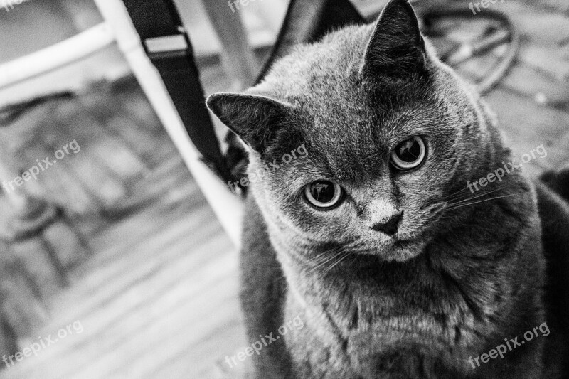 Cat Bw Briton Bw Photo Pet