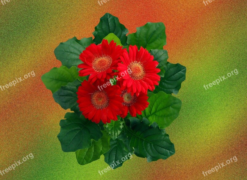 Gerbera Red Blossom Bloom Flower