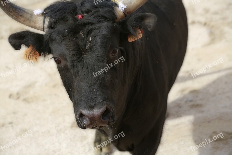 Bull Camargue Race Cowhide Cattle Black