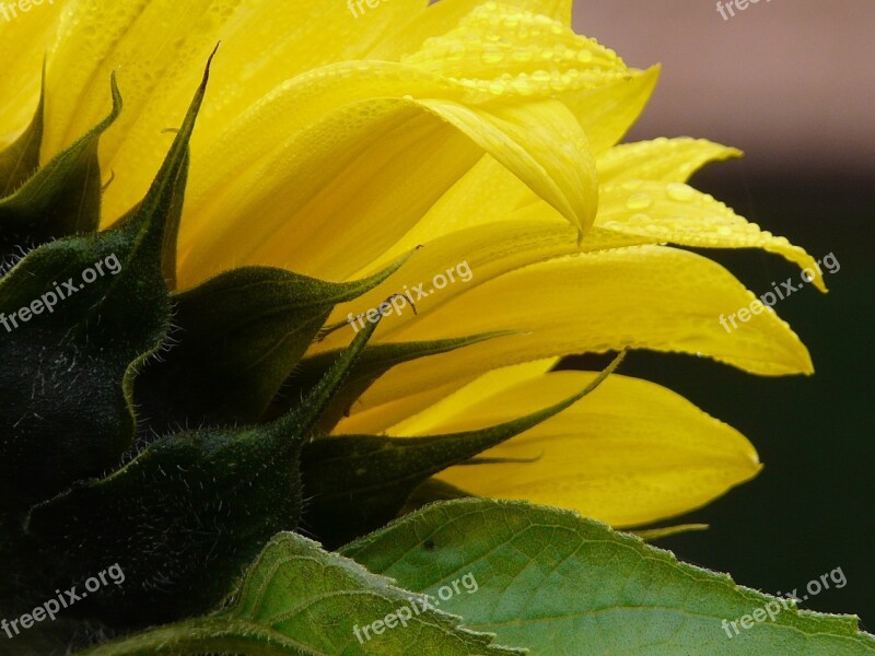 Sunflower Flower Nature Flower Of Sunflower Petals