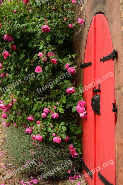 Roses Rosebush Goal Red Rose Bloom