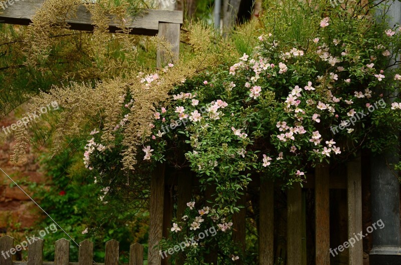 Garden Garden Fence Heck Roses Overgrown Fence