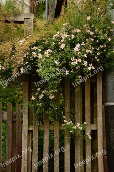 Garden Garden Fence Heck Roses Overgrown Fence