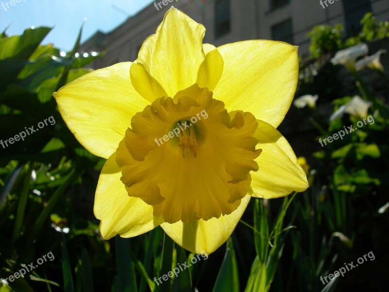 Daffodil Narcissus Flower Bloom Blossom