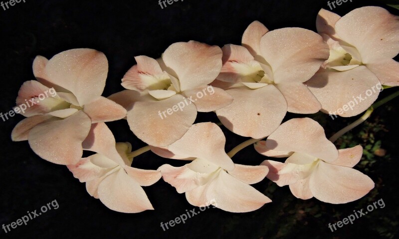 Orchid Thailand Flowers White Petals Free Photos