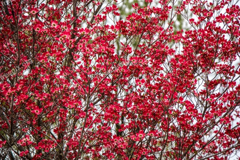 Blossom Red Spring Bloom Tree